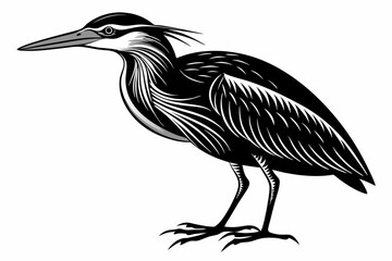 Fototapeta premium american bittern sihouette black vector
