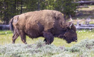 Fototapeta premium american bison in yellowstone, american bison