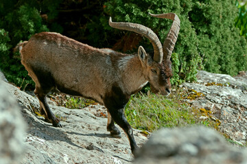 Macho de cabra hispánica pirenaica, en el parque natural de Cazorla, Segura y Las Villas.