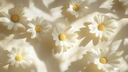 Delicate Daisies in Soft Sunlight on a Beige Background