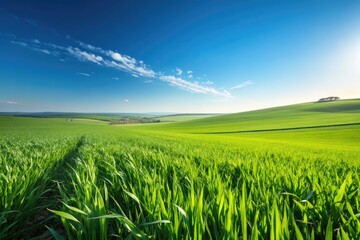Obraz premium Expansive Green Fields Under a Clear Blue Sky at Midday Generative AI