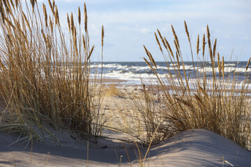 Fototapeta premium Sandy beach with dry grass on the dunes and a wavy sea in the background under a bright sky.