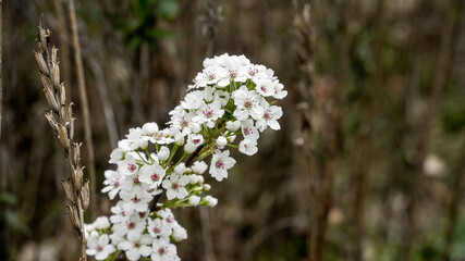 Delicate white flowers with pink centers flourish on a green branch, showcasing natural beauty