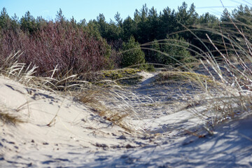 
Sand dunes with dry grass and trees in the background under a clear sky.