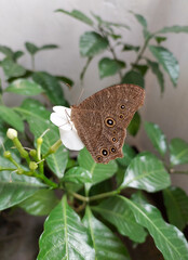 butterfly sitting on white flower, pollination, green leaf plant, nature photography