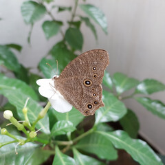 Fototapeta premium butterfly sitting on white flower, pollination, green leaf plant, nature photography 