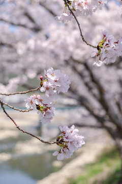 川岸の桜並木