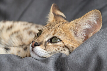 F1 hp Savannah purebred cat kitten peacefully sleeping on a cozy hanging chair. This exotic feline...