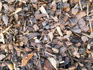 dry leaves background