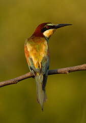 European bee-eater perched on a tree at Bahrain