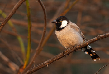 Portrait of White-cheeked bulbul on acacia tree, Bahrain