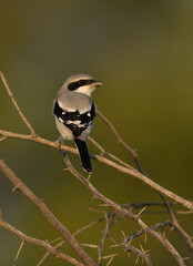 Fototapeta premium Portrait of a Great Grey Shrike perched on acacia tree at Hamala