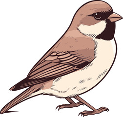 Fototapeta premium Sparrow with Soft Brown Feathers Sparrow Sitting on a Roof