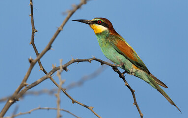 Portrait of a European bee-eater perched on a tree, Bahrain