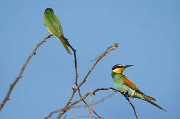 Selective focus on European bee-eater perched on acacia tree, Bahrain