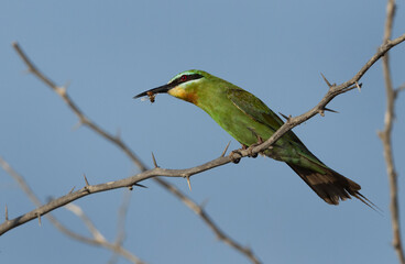 Blue-cheeked bee-eater holding a bee at Jasra