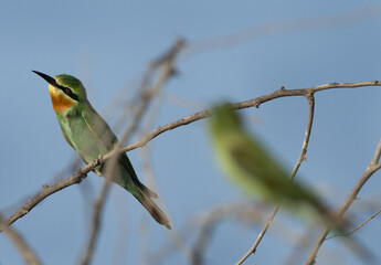 A pair of Blue-cheeked bee-eater perched on acacia tree, Bahrain
