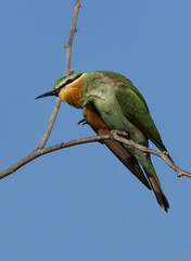 Blue-cheeked bee-eater preening at Jasra, Bahrain