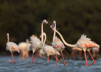 Greater Flamingos territory dispute at Eker creek, Bahrain