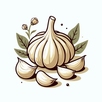 garlic vector illustration