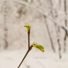 Maple branch with new green leaves and fresh snow in spring forest
