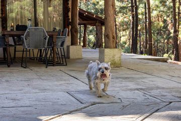 Perro corriendo feliz en el bosque, saliendo de una cabaña