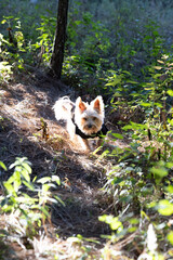 Perrito corriendo en medio del bosque 