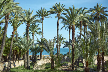 Fototapeta premium Tropical palm trees by the ocean on a sunny day