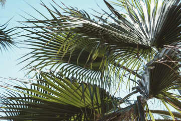 Tropical palm leaves against clear blue sky on a sunny day