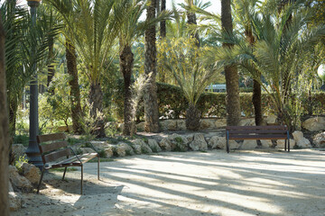 Fototapeta premium Serene palm park with empty benches and sunlit pathway