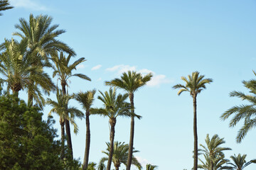 Obraz premium Tall palm trees against clear blue sky on a sunny day