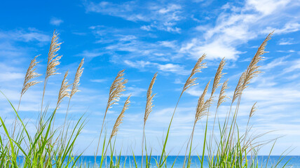 Fototapeta premium Tall grass sways gently under bright blue sky, creating serene coastal scene that evokes tranquility and peace
