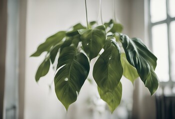 une arche potos comme philodendron plante suspendue retombante ou lierre formant lianes feuillage stem plant jungle nature greenery wall drooping leaf background pot hanging gardening botany liana
