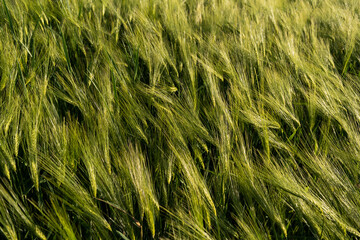 Close up on sprouting green barley growing on a agricultural field in a daytime. Barley sprout, seedling. Agriculture.