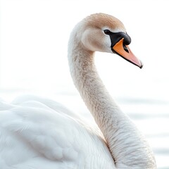Fototapeta premium swan on isolated white background close up. high detailization.