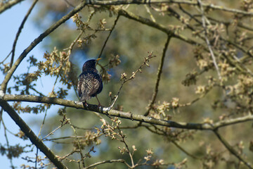 Common starling (Sturnus vulgaris) sitting in a tree in Zurich, Switzerland