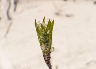Maple branch with fresh green leaves