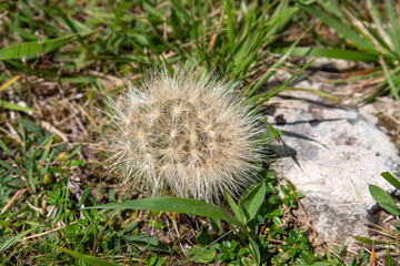 Close-up of a dandelion seed on grass in the mountains