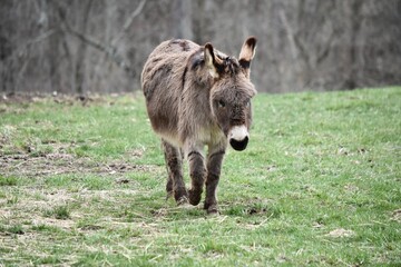 Fototapeta premium donkey animal walking in green meadow