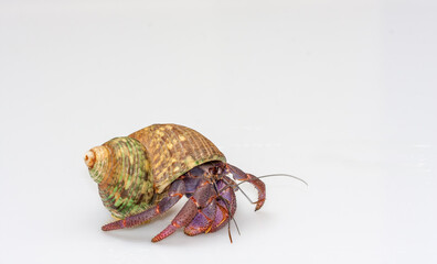 Colorful hermit crab moving across a plain white surface