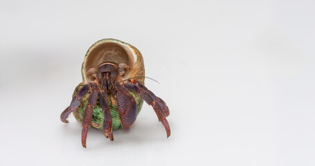 Unique hermit crab rests in a colorful shell on a plain white surface