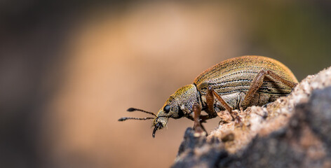 Close-up view of a beetle exploring rocky terrain in natural habitat during daylight hours