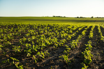 Green young soybean plants growing in a soil on a field. Agricultural scene, landscape.