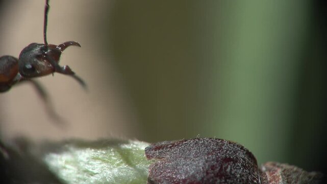 Red ant (Formica rufa) Formica rossa	