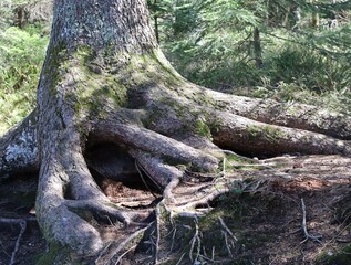 Aerial root in the Forest