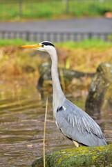 Graureiher (Ardea cinerea) im Kurpark Oberlaa, vertikal