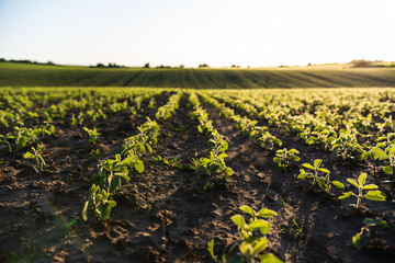 Young soybean sprouts planted in neat rows. Rows of Soybean plants. Landscape view of a young soy...