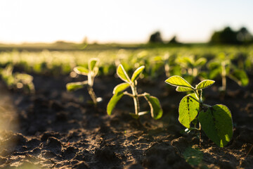 Close up of soybean plant in cultivated agricultural field.