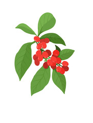 Coffee tree outline drawing. Coffee red cherry fruit, Minas Gerais, Brazil. Line art botanic illustration.