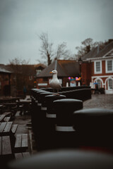 Gull Perched on Bollard at the Quay in Exeter